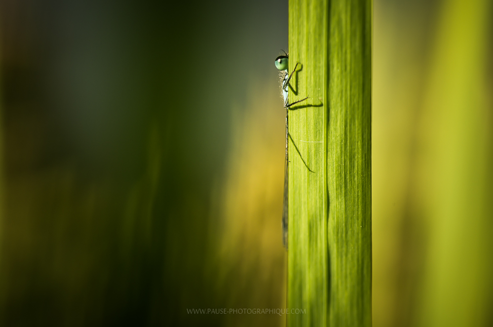 Perso {au jardin} – Cache-cache demoiselles Perso {au jardin} – Cache-cache demoiselles